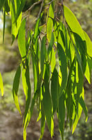 NEROLINA OIL