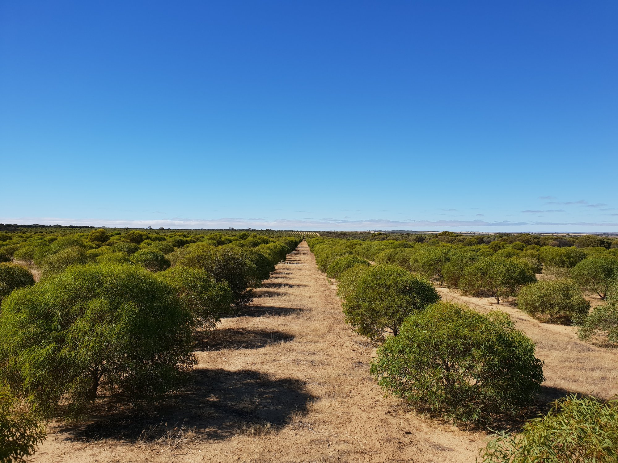 2018-12-19 07.54.53 kochii farm