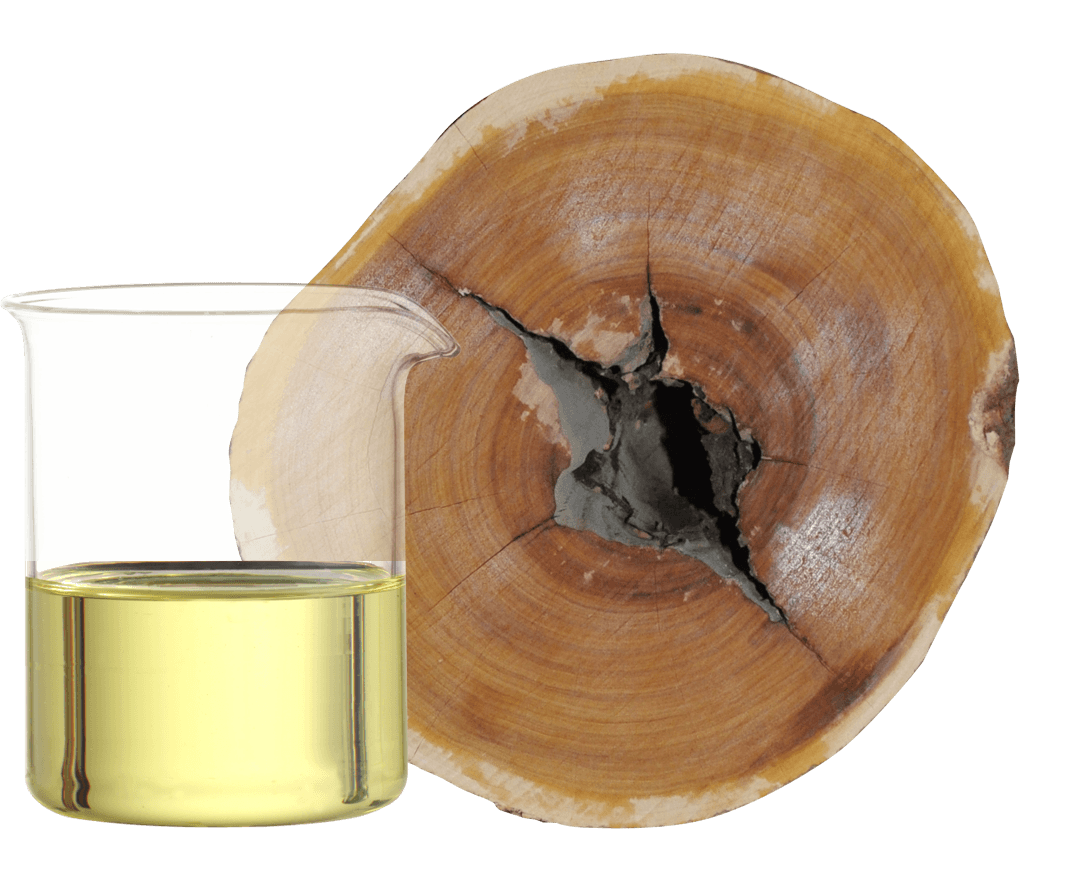 Sandalwood spicatum (1)
