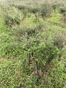 manuka tree close up (1)