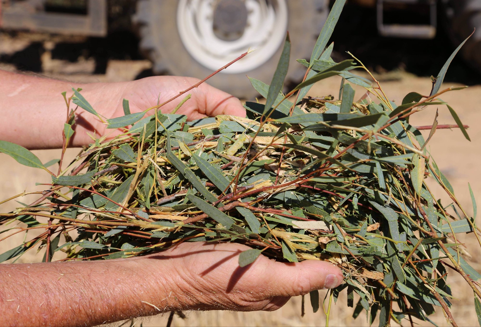 3L7A8317 kochii leaves-1 3L7A8317 kochii leaves-1