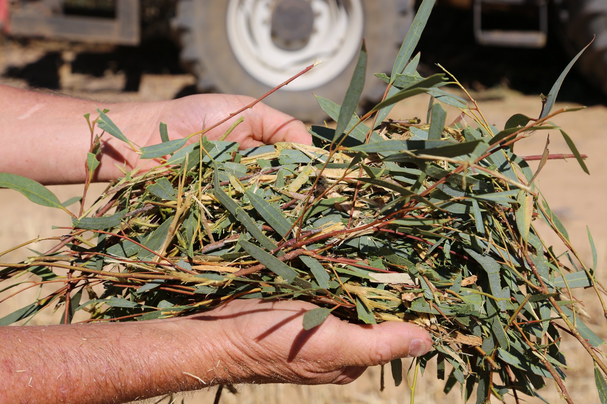 3L7A8317 kochii leaves