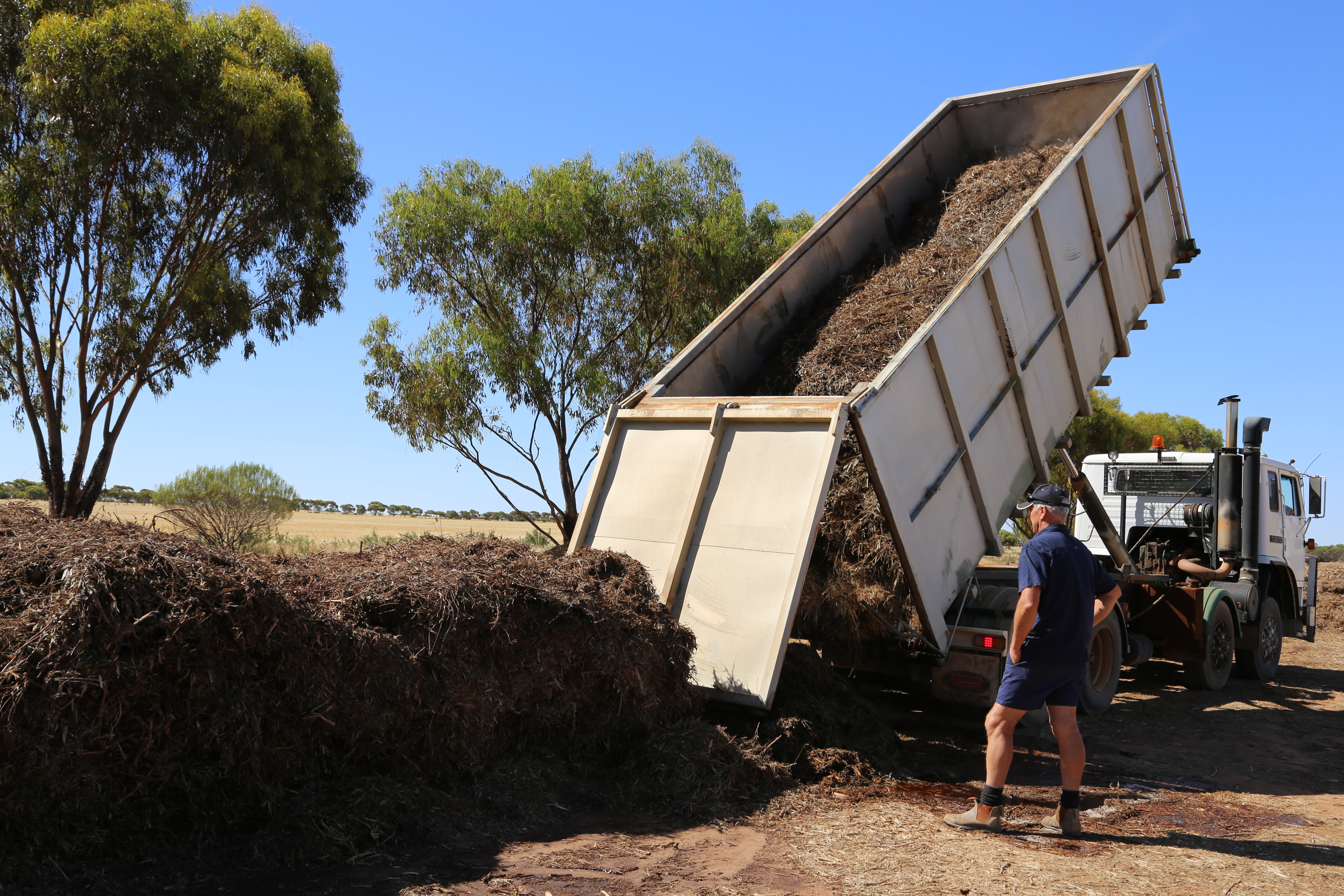3L7A8484 tea tree composting