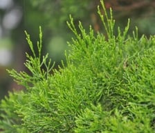 CYPRESS, WHITE (WOOD) OIL
