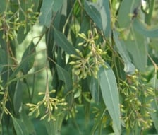 EUCALYPTUS, RADIATA (var. AUSTRALIANA) OIL