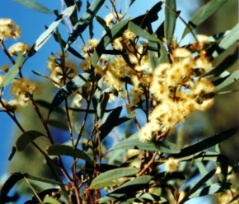 8. Eucalyptus polybractea 8. Eucalyptus polybractea