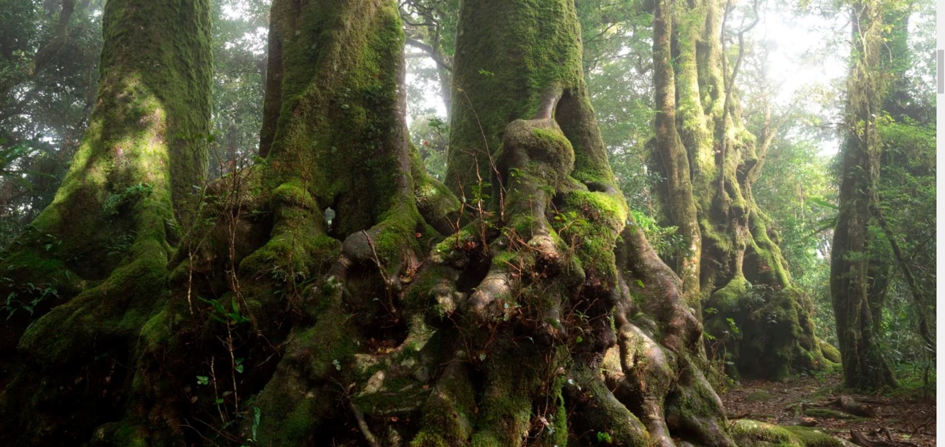 Antarctic beech (Nothofagus moorei)