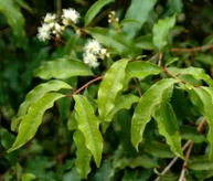 ANISE MYRTLE OIL
