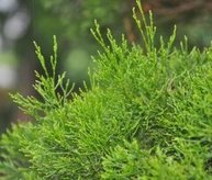 CYPRESS WHITE LEAF OIL
