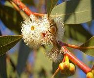 EUCALYPTUS PEPPERMINT GUM OIL