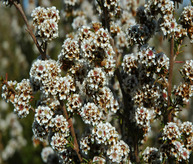 FRAGONIA HYDROSOL