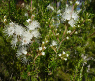 KUNZEA OIL