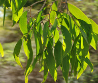 NEROLINA OIL