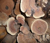 SANDALWOOD AUSTRALIAN - PREMIUM GRADE OIL