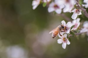 Manuka Oil and Manuka Honey