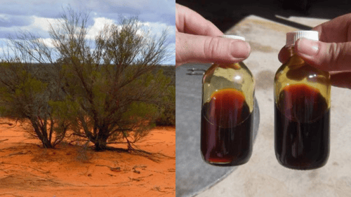 Buddha Wood Oil Sample