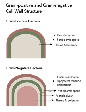 Cell Wall structure 2