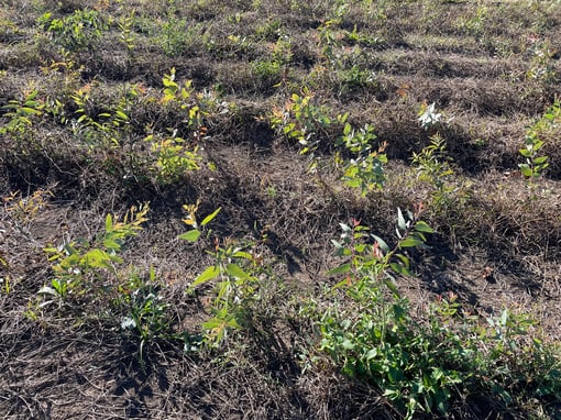 EuSt plantings across rows