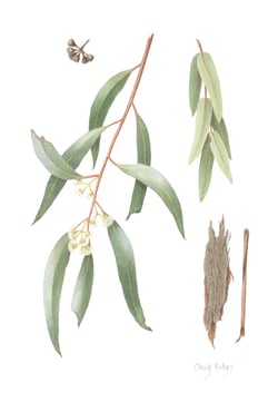 Eucalyptus kochii placeholder_Cheryl Hodges-2