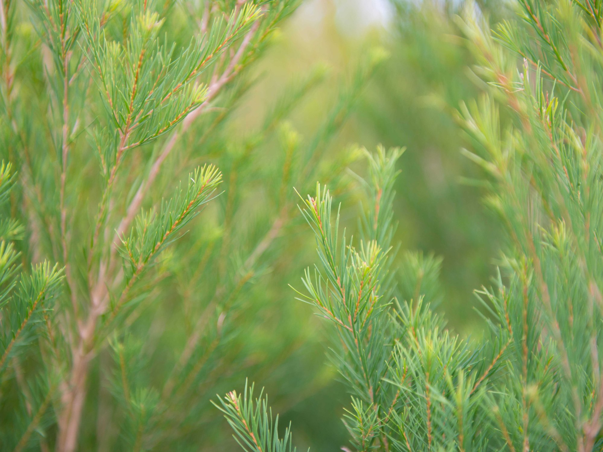 FLA_5891_1_1_cropped