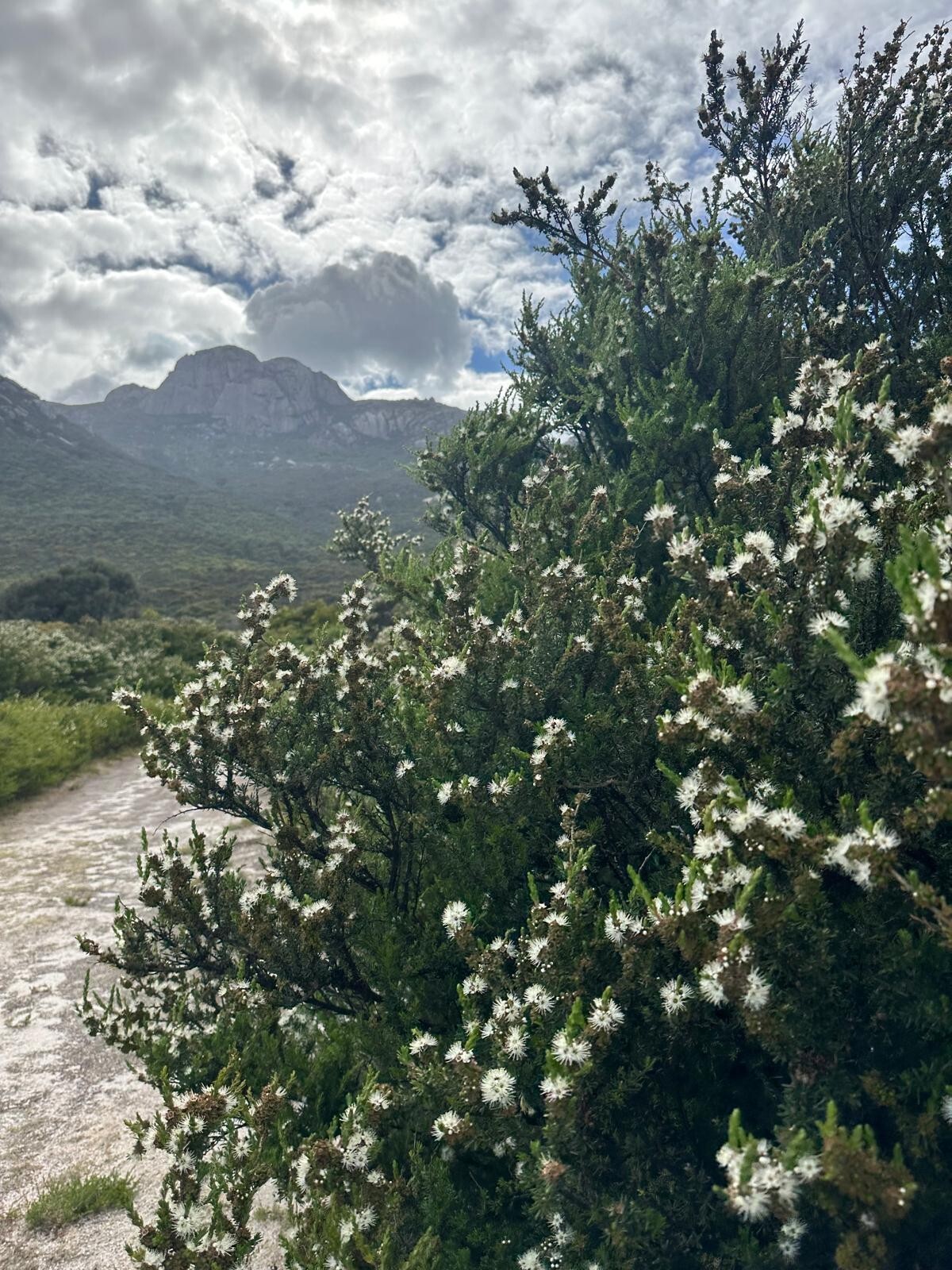 Flinder Island_Kunzea_Dee_Dec25_5
