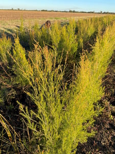 Fragonia Field_BB Fragonia Field_BB