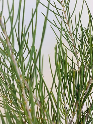 Honey Myrtle1
