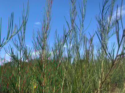 Honey Myrtle2