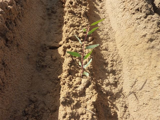Lakeman planting 2011 009