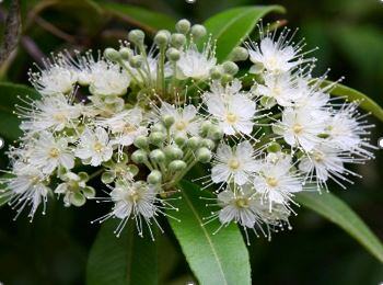 Lemon Myrtle II-1