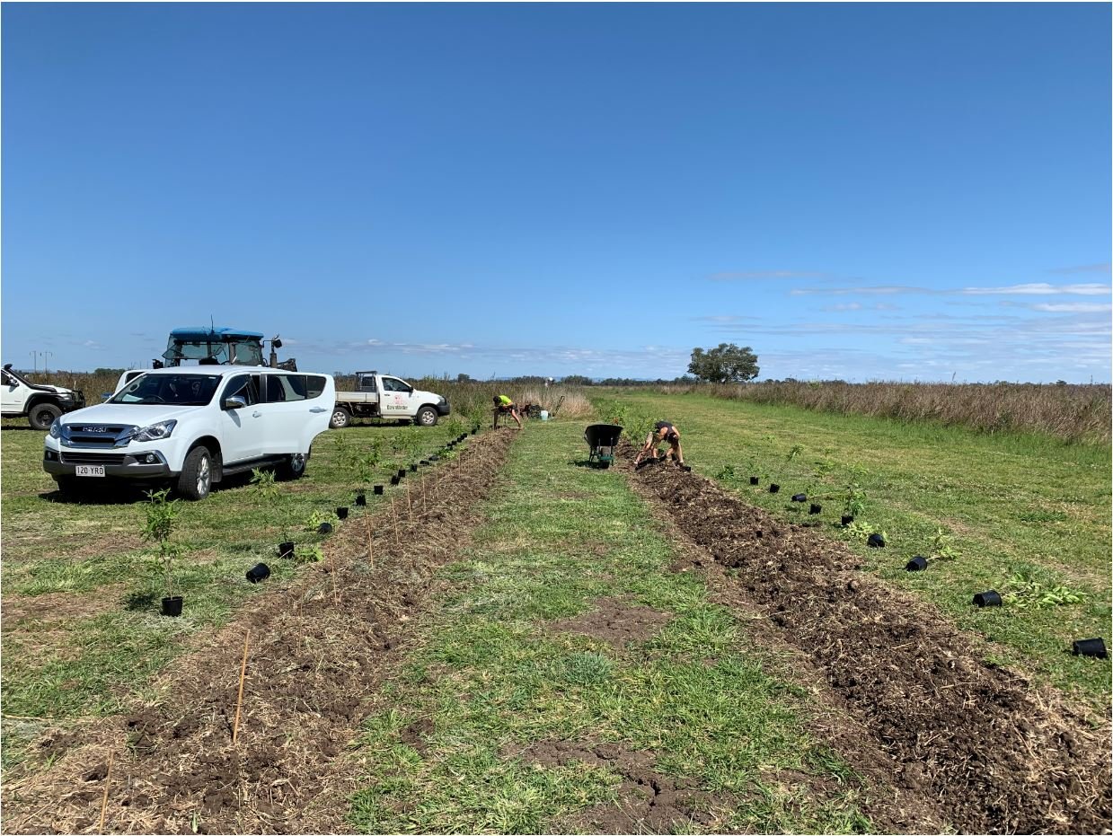 Lemon Myrtle planting E