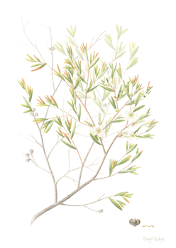 Lemon Scented Tea Tree (Leptospermum petersonii)web-1