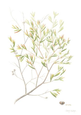 Lemon Scented Tea Tree (Leptospermum petersonii)web