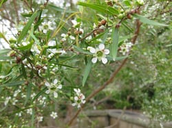 1024px-LSTTO leptospermum petersonii