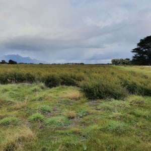 Lp_Tasmania1