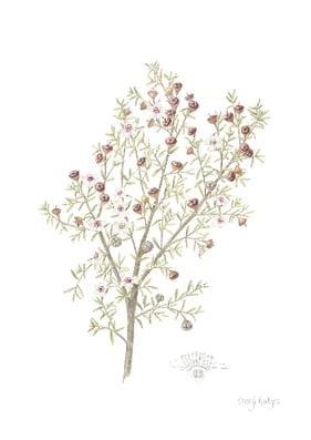 Manuka (Leptospermum scoparium)_LR-1