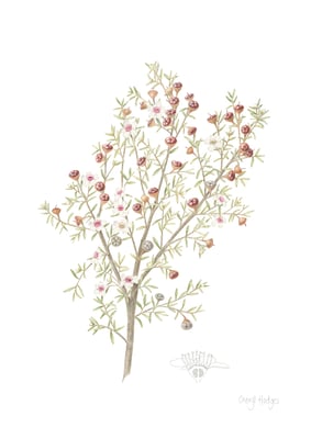 Manuka (Leptospermum scoparium)_LR