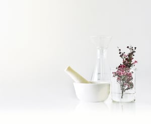 Manuka branch in beaker