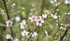 Manuka flower closeup Social 300px