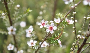 Manuka flower closeup Social 300px