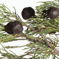 CYPRESS, BLUE OIL 