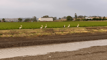 Pelicans at our dam