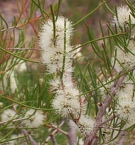 HONEY MYRTLE OIL