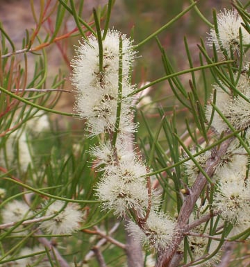 15. Honey myrtle
