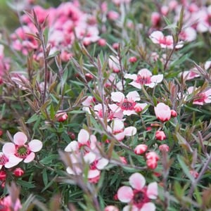 19. Manuka
