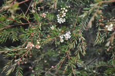 LEMON SCENTED TEA TREE (CITRATUM) OIL