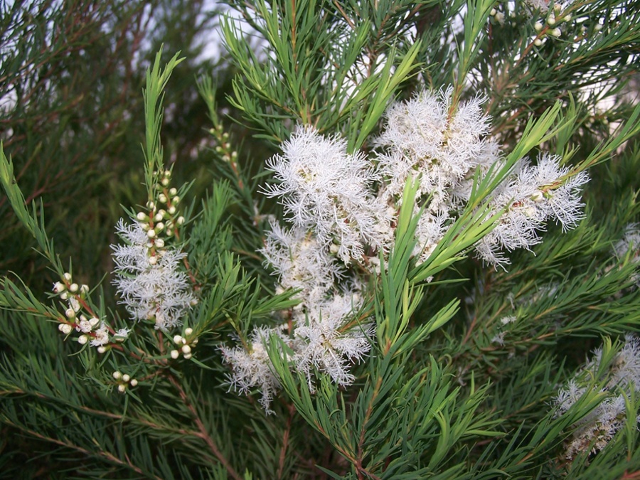 Tea Tree - a Shared Common Name