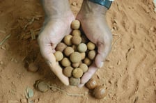 SANDALWOOD SEED OIL