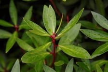 MOUNTAIN PEPPER (CONCRETE) OIL