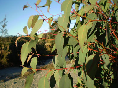 13. Eucalyptus olida